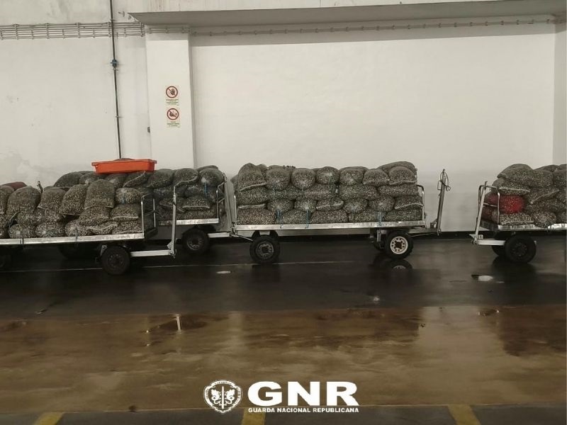 Estarreja: Apreendidas 4,1 toneladas de berbigão vulgar num veículo pesado mercadorias