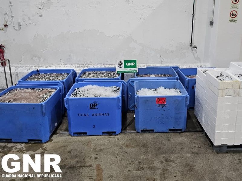 Aveiro: GNR apreende 2,8 toneladas de sardinha