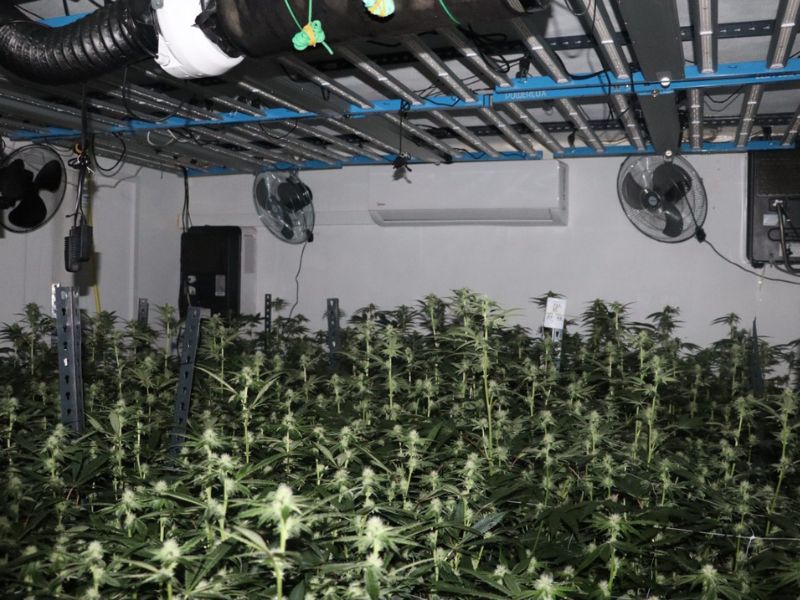 Desmantelada unidade de produção ilegal de canábis em Cantanhede