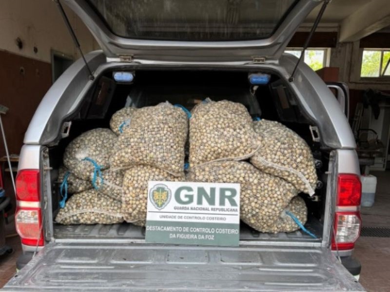 Apreendidos quase 500kg de berbigão em Estarreja